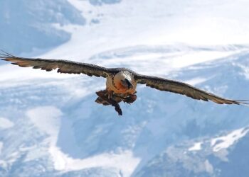 Alpine Bartgeier werden gezählt
