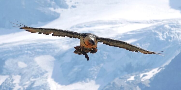 Alpine Bartgeier werden gezählt
