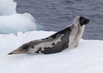Drei Robbenarten auf höherer Gefährdungsstufe