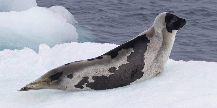 Drei Robbenarten auf höherer Gefährdungsstufe