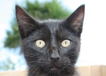 Wenn „Kommunisten“ Reallohnverluste als „fair“ bezeichnen