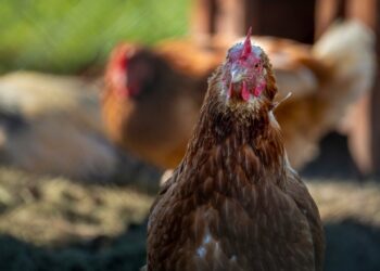 Vorsichtsmaßnahmen wegen Vogelgrippe in Oberösterreich
