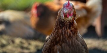 Vorsichtsmaßnahmen wegen Vogelgrippe in Oberösterreich