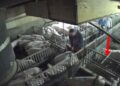 „Schweinefabrik als Ausbeutungsmaschine – Tiere gequält, Menschen überlastet“