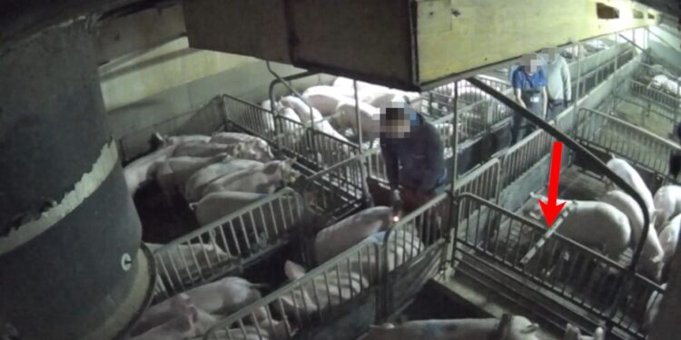 „Schweinefabrik als Ausbeutungsmaschine – Tiere gequält, Menschen überlastet“
