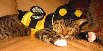 Kurt Tucholsky: Berliner Fasching