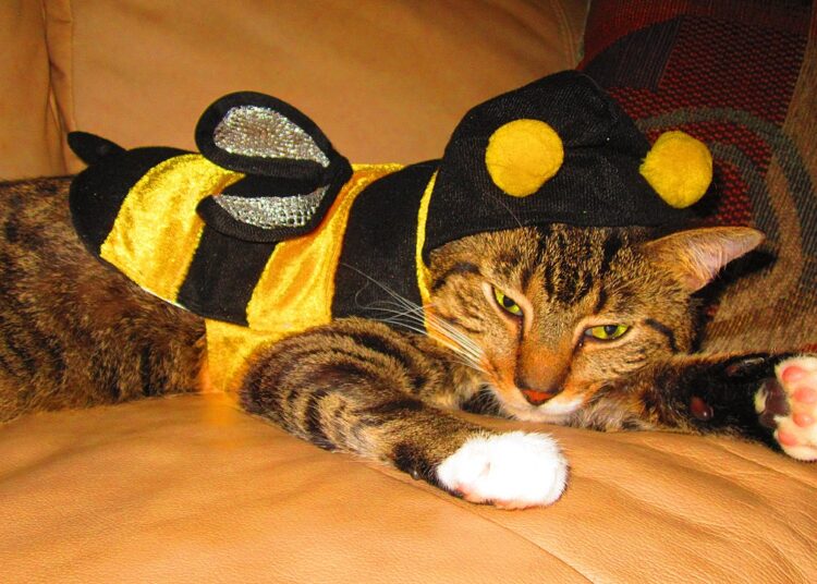 Kurt Tucholsky: Berliner Fasching