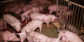 Gut Hardegg: Wenn Kapital sich reinwäscht und Arbeit bestraft wird