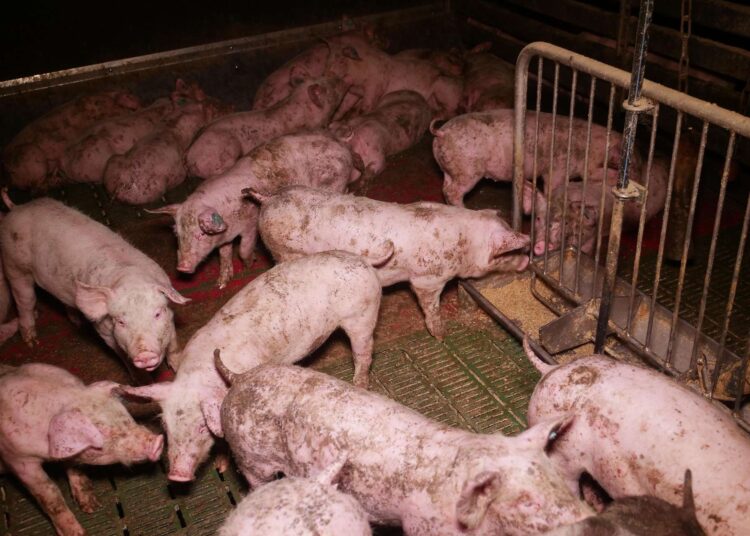 Gut Hardegg: Wenn Kapital sich reinwäscht und Arbeit bestraft wird