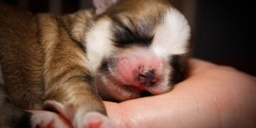 Hunde sind keine Weihnachtsgeschenke