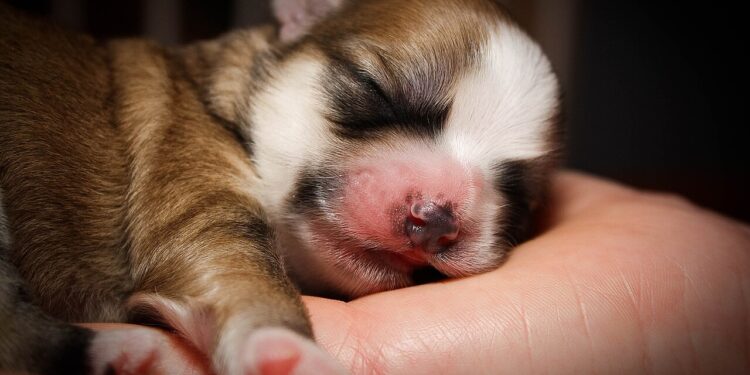 Hunde sind keine Weihnachtsgeschenke
