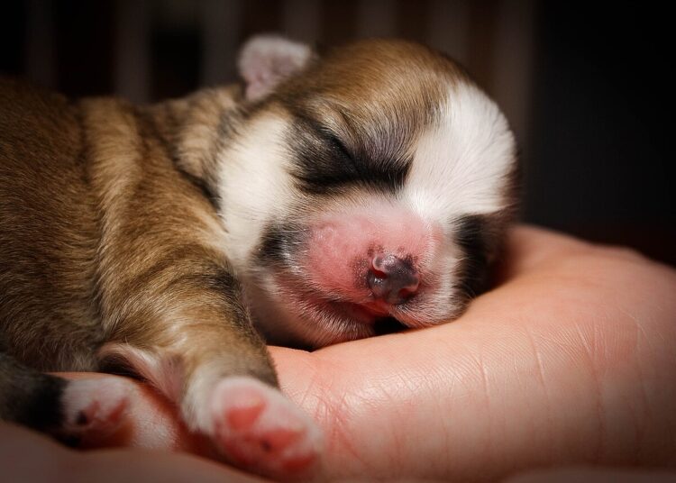 Hunde sind keine Weihnachtsgeschenke