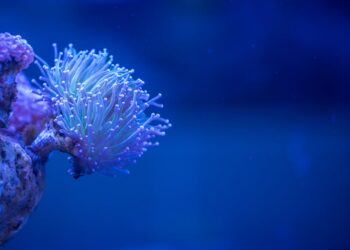 Weiße Koralle in tiefblauem Meer