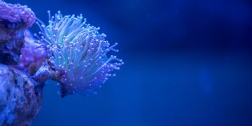 Weiße Koralle in tiefblauem Meer