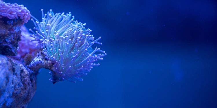 Weiße Koralle in tiefblauem Meer