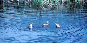Jäger klagen – Tierschützer gewinnen
