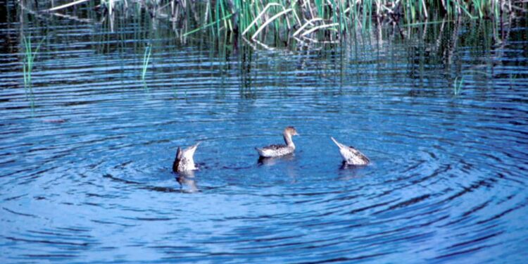 Jäger klagen – Tierschützer gewinnen