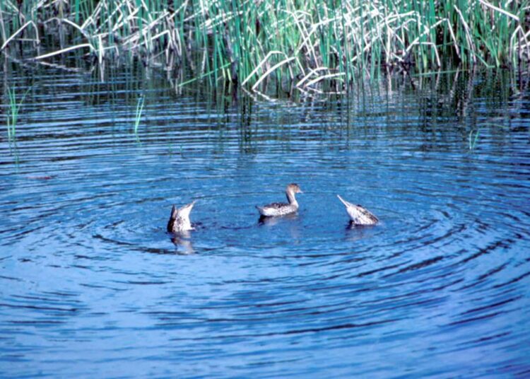 Jäger klagen – Tierschützer gewinnen