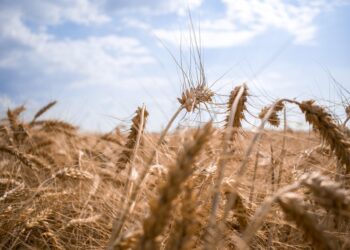 Streit um die Kriegsbeute im euro-atlantischen Block