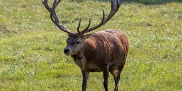Weitere Ermittlungen gegen Benko: Jagdfoto mit Dornauer hat Folgen