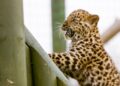 Leoparden vom Amur: Nachwuchs im Tiergarten Schönbrunn