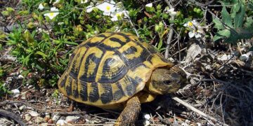 Österreichischer Zoll stellt Elfenbein und Landschildkröte sicher