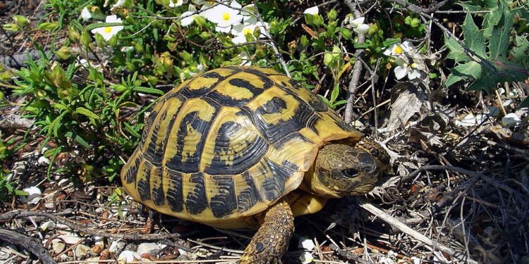 Österreichischer Zoll stellt Elfenbein und Landschildkröte sicher