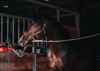 Pferd auf einem Bauernhof