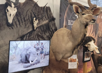 Jagdmesse Salzburg: illegale Tellereisenfallen und Abschüsse von Bären verkauft