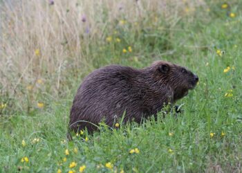 Zwischen Naturschutz und Nutzungskonflikt: Der Biber ist zurück in&nbsp;Tirol