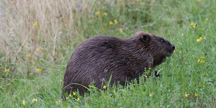 Zwischen Naturschutz und Nutzungskonflikt: Der Biber ist zurück in&nbsp;Tirol