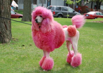 Älteste Hunde-DNA: Domestizierung muss vordatiert werden