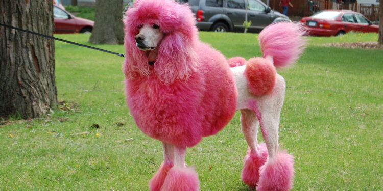 Älteste Hunde-DNA: Domestizierung muss vordatiert werden