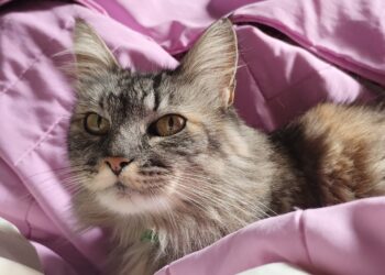 Möbelhersteller ADA verkommt zum Sanierungsfall