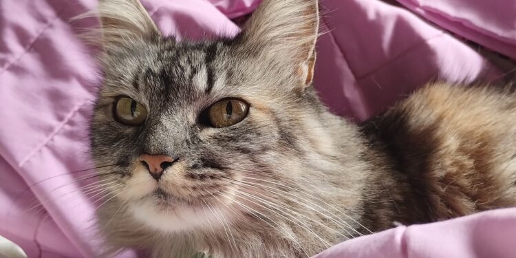 Möbelhersteller ADA verkommt zum Sanierungsfall