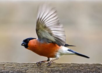 Singvogelfang im Salzkammergut: Tradition gerät durch Gerichtsurteil ins Wanken