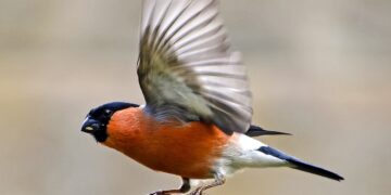 Singvogelfang im Salzkammergut: Tradition gerät durch Gerichtsurteil ins Wanken