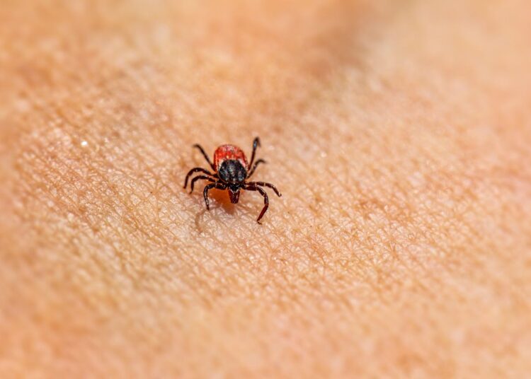 FSME: Hohe Durchseuchung bei Zecken mit Borrelien und steigendes Infektionsrisiko