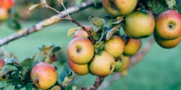 Studie: Großteil heimischer Obstsorten vom Aussterben bedroht