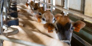 Markt und Macht: Wie die EU-Politik die Fleischkonzerne stärkt und die Marginalisierten ausbremst