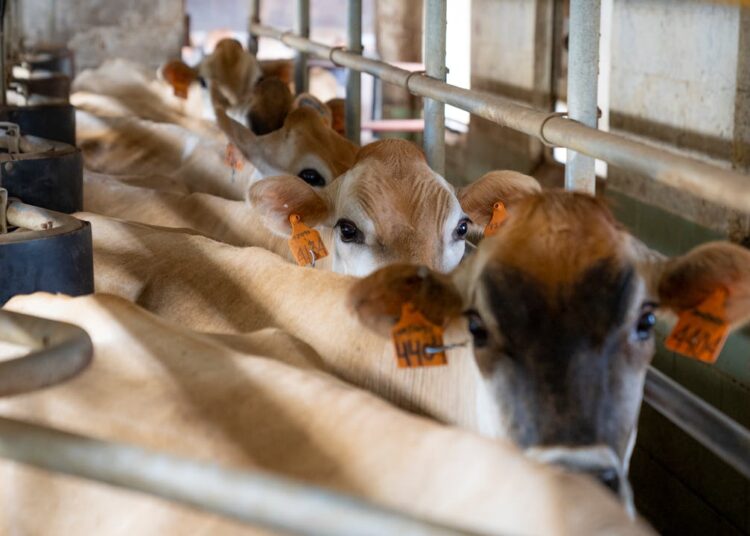 Markt und Macht: Wie die EU-Politik die Fleischkonzerne stärkt und die Marginalisierten ausbremst