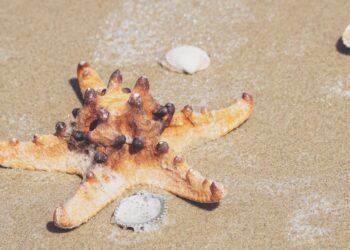 Vertrockneter Seestern