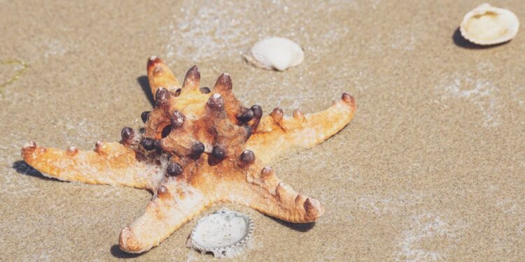 Vertrockneter Seestern