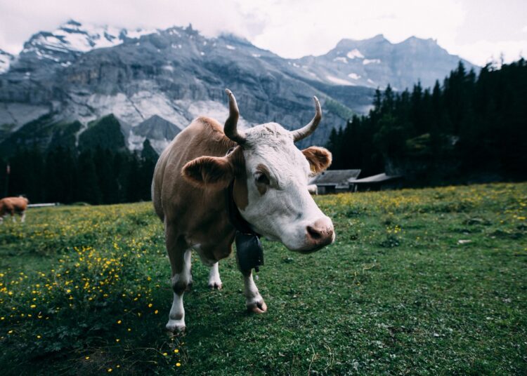 AMA-Gütesiegel: Politik für das Kapital – auf Kosten von Mensch und&nbsp;Tier