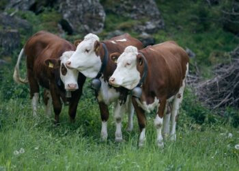 Kühe auf einem Feld