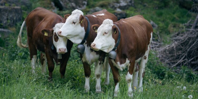 Kühe auf einem Feld