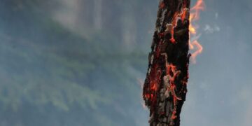 70 Hektar Wald brennen in Kärnten