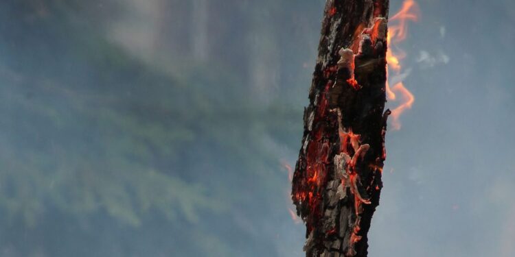 70 Hektar Wald brennen in Kärnten