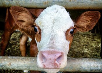 Tiere, Arbeit, Verwertung