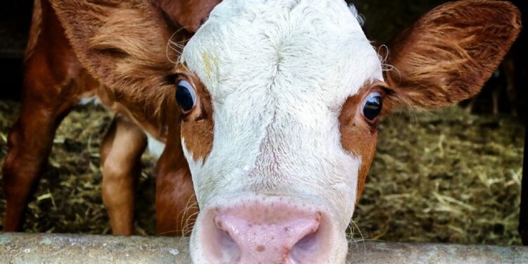 Tiere, Arbeit, Verwertung